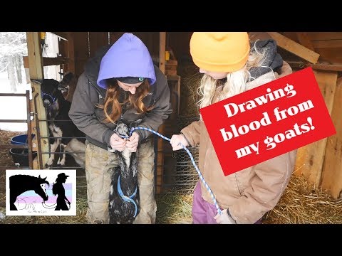 video-linktoworks-Drawing Blood from my Goats