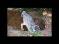 The End of an Era - International Wolf Center Retired Pack