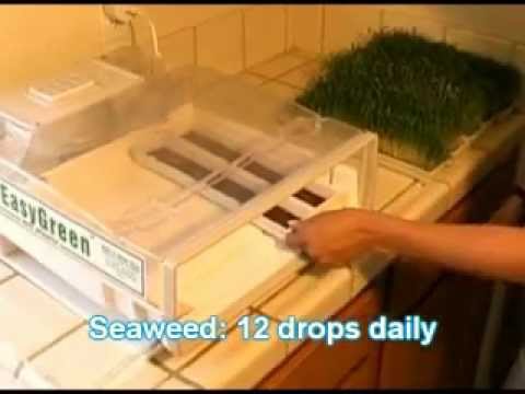 how to grow seaweed