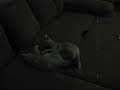 Sphynx - Mumi