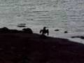 Cormorant Drying Its Wings, Strangford Lough