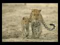 videos de Voices Behind the Camera with Beverly Joubert