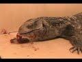Lizard Eats Rat (Messy)