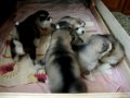 alaskan malamute 3 tygodnie