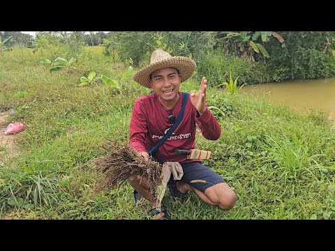เทคนิคจัดการหญ้าแบบอินทรีย์ วิธีโคตรดีที่หลายคนไม่รู้