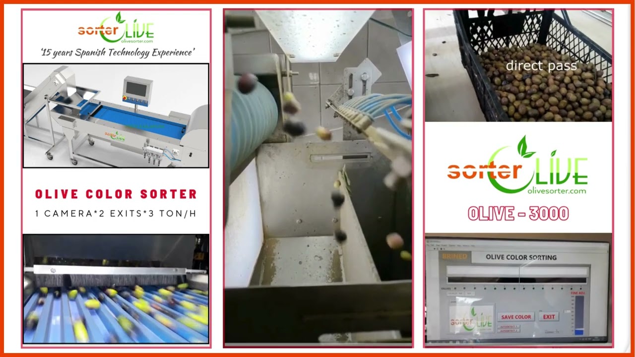 olive color sorting machines