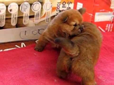 CHOW CHOW