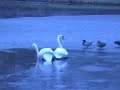 Two Swans Walking on Thin Ice
