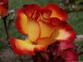 WAYNA PICCHU ~ The Rose ~ Horlando Salinas, Panpipe Music ~ Musica Andina