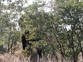 Elephant dans la foret Elephant dans la foret