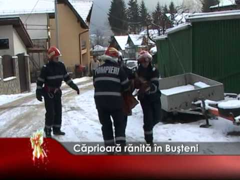 Căprioară rănită în Buşteni