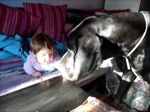 dog allemand