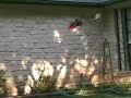 Freestyle Honey Bee FP Hybrid Crash Testing Freestyle Honey Bee FP Hybrid Crash Testing