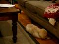 Ivy at 9 weeks old learning not to chew the couch Ivy at 9 weeks old learning not to chew the couch