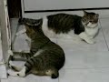 my kittens 2 my kittens 2