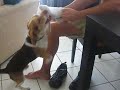 Lucas the half-beagle going crazy with my socks