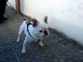 videos de Neo enrabiado.MPG
