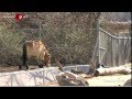 Denver Zoo Using the Power of Poo - YouTube