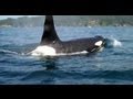 Kayaking and a VERY close experience with Killer Whales in Sooke, BC