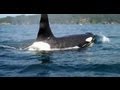 Kayaking with Orca, or Killer Whales off Sooke, BC ...