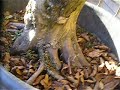 HIRTH BONSAI - Carpinus betulus yamadori 2009 12.23.