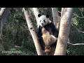 2020/2/21 (5) 今日もちゃんと木登リーリー！　Giant Panda Ri Ri