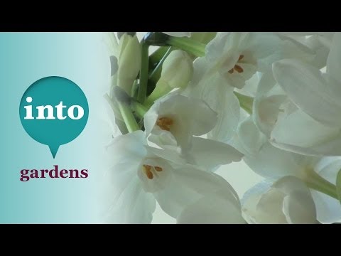 how to replant forced bulbs