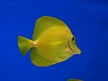 le zebrasoma flavescens, plus commun�ment appel� chirurgien jaune, peut �tre maintenu avec des individus de son esp�ce � condition d'avoir un volume suffisant (2 individus pour 500l d'eau). il peut devenir relativement agressif et territorial en vieillissant. comme tous les chirurgiens, il poss�de un scalpel de chaque c�t� de sa nageoire caudale.


nourriture :

il a une alimentation principalement v�g�tale, il broute inlassablement les algues sur les roches ainsi que les animacules pr�sents dans celles-ci, d'o� son importance en r�cifal pour contr�ler les algues.

reproduction :

d�j� r�alis� en aquarium mais non ma�tris� � l'echelle commerciale.

decouvrez ce poisson sur www.marinelife.eu