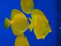 le zebrasoma flavescens, plus commun�ment appel� chirurgien jaune, peut �tre maintenu avec des individus de son esp�ce � condition d'avoir un volume suffisant (2 individus pour 500l d'eau). il peut devenir relativement agressif et territorial en vieillissant. comme tous les chirurgiens, il poss�de un scalpel de chaque c�t� de sa nageoire caudale.


nourriture :

il a une alimentation principalement v�g�tale, il broute inlassablement les algues sur les roches ainsi que les animacules pr�sents dans celles-ci, d'o� son importance en r�cifal pour contr�ler les algues.

reproduction :

d�j� r�alis� en aquarium mais non ma�tris� � l'echelle commerciale.

decouvrez ce poisson sur www.marinelife.eu