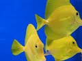 le zebrasoma flavescens, plus commun�ment appel� chirurgien jaune, peut �tre maintenu avec des individus de son esp�ce � condition d'avoir un volume suffisant (2 individus pour 500l d'eau). il peut devenir relativement agressif et territorial en vieillissant. comme tous les chirurgiens, il poss�de un scalpel de chaque c�t� de sa nageoire caudale.


nourriture :

il a une alimentation principalement v�g�tale, il broute inlassablement les algues sur les roches ainsi que les animacules pr�sents dans celles-ci, d'o� son importance en r�cifal pour contr�ler les algues.

reproduction :

d�j� r�alis� en aquarium mais non ma�tris� � l'echelle commerciale.

decouvrez ce poisson sur www.marinelife.eu