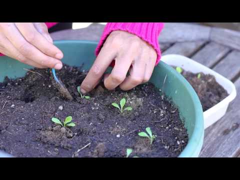how to transplant flower seedlings