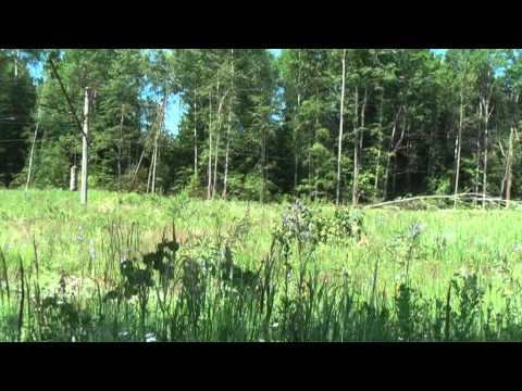 Бабочки Аполлон у ст. Черемас Нижегородской обл. 27.06.2009