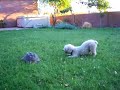 Ivan the Desert Tortoise and Stumpy the Bichon Ivan the Desert Tortoise and Stumpy the Bichon