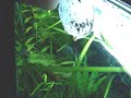 Jumping killifish
