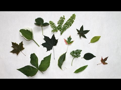 Comment faire s�cher des feuilles