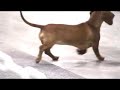 My Dachshund puppy Splash