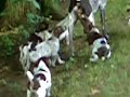 German Shorthaired Pointer Puppies at play at 6 weeks