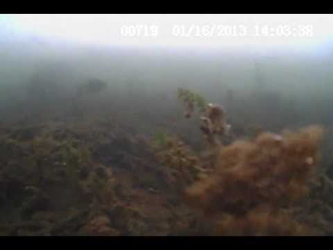 Jeff Kelm - This is another video recorded with the Aqua-Vu Micro + DVR.