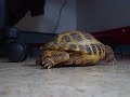 A video of our Tortoise, Stuwie, getting his butt sniffed by Jasmine, out Pit bull.