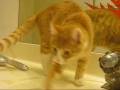 videos de twilight (cat version)