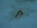 Parkinsons deseased caterpillar 2/2