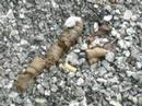 Dogshit in Kufstein Hundekacke