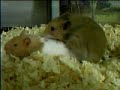 bumba-meu-boi.html