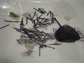Mugaritz - veal with vine cutting embers