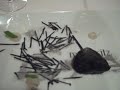 Mugaritz - veal with vine cutting embers