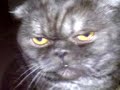 My Black Cat (scottisch fold) My Black Cat (scottisch fold)