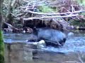 Wild boar on Dartmoor