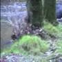 Wild boar on Dartmoor