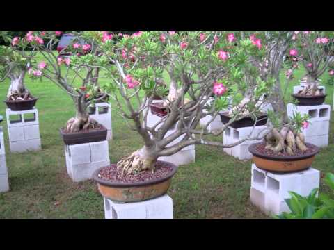 how to replant desert rose