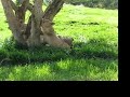 Lion Cubs Lion Cubs